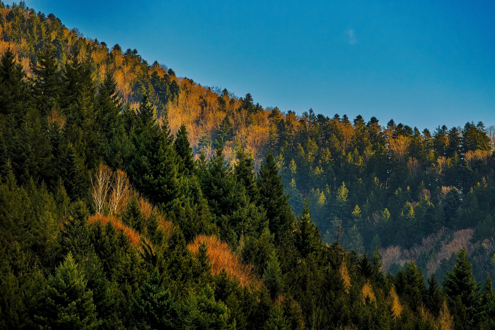 schwarzwald